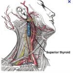 artere-thyroidienne