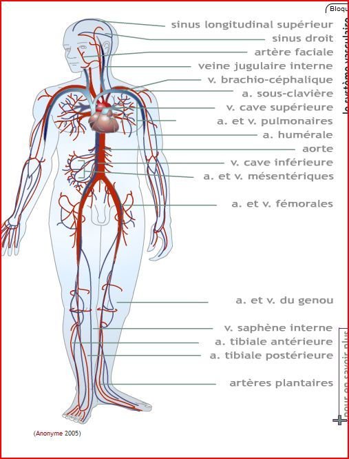 SYSTEME VASCULAIRE ARTERIEL